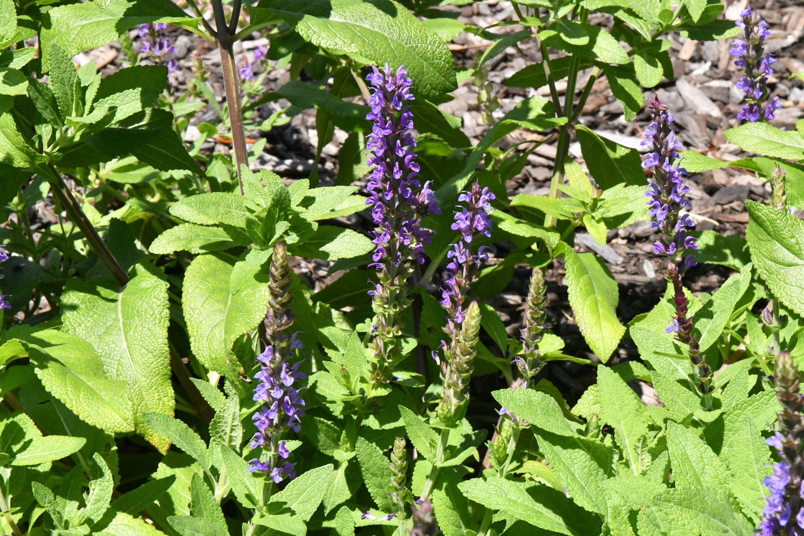 Atchley Park_2018-07_002