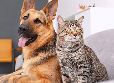 GSD n Cat