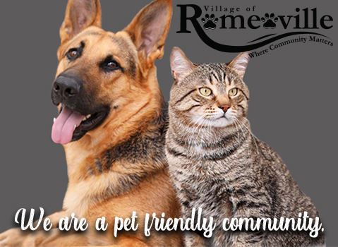 GSD n Cat image for Pet homepage